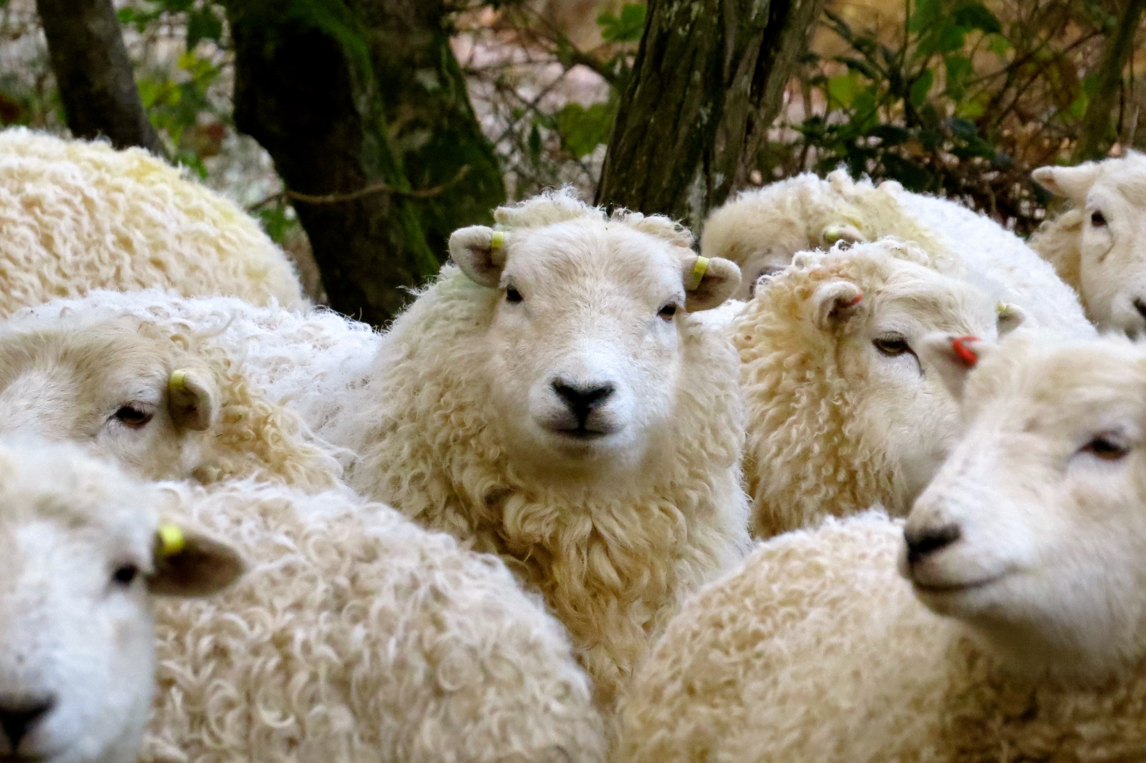 The Dartmoor Whiteface, a fine breed and doubtless the sheep so central to the Animal Apocalypse of Enoch